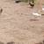 Hens/Pullets 4 thumbnail
