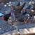 Chickens 1 thumbnail