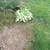 REDUCED END OF SEASON HOSTAS -Varigated & Solid 9 thumbnail