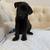 Puppy Mix 2 thumbnail