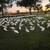 Goose Decoys 7 thumbnail