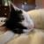 Finding a home for this cat 4 thumbnail