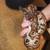 Rehoming: brazillian rainbow boa. 2 thumbnail