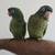 Blue Crown Conure 2 thumbnail