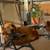 AKC Golden Retriever Puppies 4 thumbnail