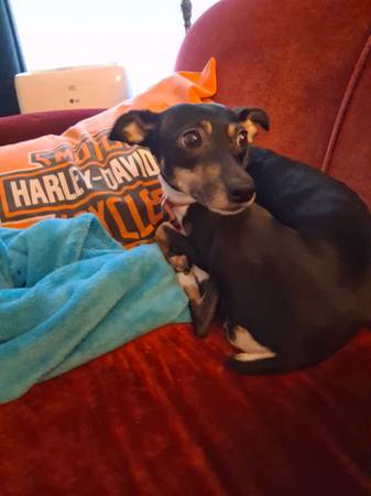 Macho terrier de rata/jack russell o fox terrier buscado (Tacoma)63874560989185122