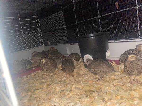 Quail & Quail Hatching Eggs (Killeen)63839343594881122