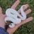 Ball Python- Pumpkin Pied female 3 thumbnail