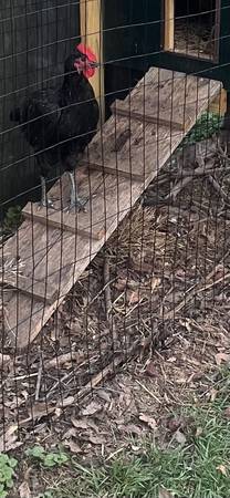 Gallo negro australorp gratis (Hillsboro)634723370240011215