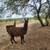 Male Llamas 3 years old intact 3 thumbnail