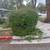 landscape/Tree Trimming/Mowing/ Gardener/junk hauling 3 thumbnail