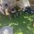 Nebelung Kittens 2 thumbnail