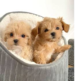 Spayed Maltipoo (646-9five4-6003)64201970229505120