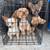 Miniature Yorkie Dogs 1 thumbnail