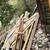 Free used lumber 2 thumbnail