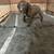 Pitbull puppies 3 thumbnail