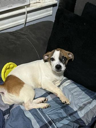 Puppy 6  months old (Staten Island)63690261234433121