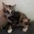 Kittens need rehoming 3 thumbnail