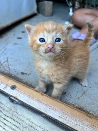 Gatito naranja macho (Pisgah Iowa)63830236679041122