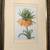 'Fritillaire Imperiale' Belle Fluers Framed Art 1 thumbnail