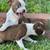 Red Boston Terrier Puppies 3 thumbnail