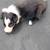 Border collie pups 2 thumbnail