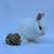 Bunny rabbit Netherland dwarf 7 thumbnail