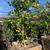 MATURE CITRUS TREES 1 thumbnail