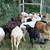 Purebred Katahdin Hair Sheep Looking For New Pastures 11 thumbnail