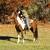 Gorgeous bay paint super fun gaited gelding 4 thumbnail