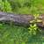 Large Black Walnut and large Cedar for sale 4 thumbnail