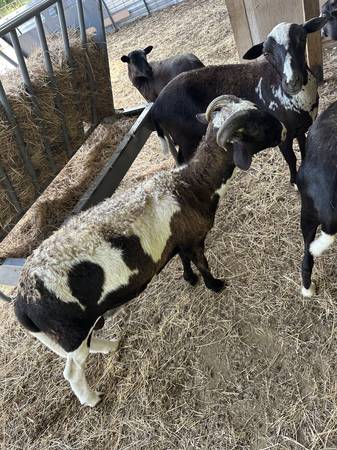 ¡Cabras en venta! (Lorena)63661942143491124