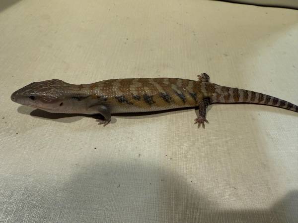 Crias de Skink de Lengua Azul del Norte Disponibles para Adopción (Convoy)63841744652545124