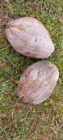 Coconuts green or brown 1