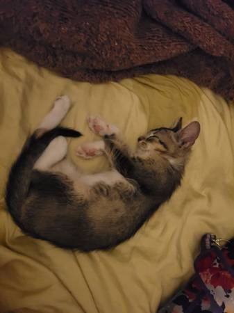 Tender kitten (Long Beach)63893601634946122