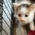 Rehoming Kittens 4 thumbnail
