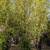 Black Bamboo 🎍 9 thumbnail