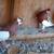 Fancy Pigeons - large variety 10 thumbnail