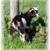 Nigerian Dwarf buckling available 1 thumbnail