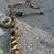 John Deere 770 loader auger 3pt mower 9 thumbnail