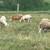 79 lambs 5 thumbnail