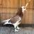 Roller pigeons 7 thumbnail