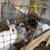 Meat Rabbits 2 thumbnail
