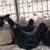 Ameraucanas * Easter Olive Eggers * Rhode Island Reds * Pullets Chicken Layers 19 thumbnail