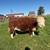 Registered Miniature Herefords for Sale 9 thumbnail