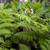Australian Tree Fern 9 thumbnail