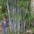 Clumping Blue Bamboo ~ B. chungii & B. chungii 'Barbellata' 9 thumbnail