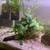 Aquarium - 29 gal w/plants 2 thumbnail