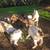 Boer goats 1 thumbnail