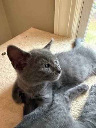 8 Week Kittens - ready for new home (Winterville)63897334680322124